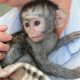 zdravé a socializované dětské kapucínské opice na prodej